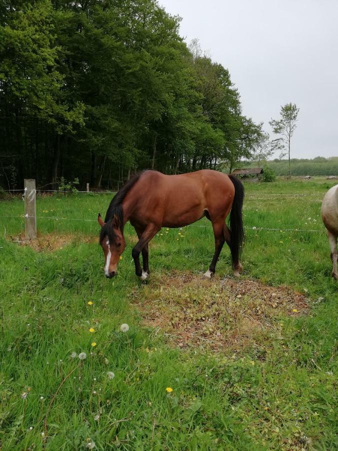 Tankefuld Living'S Horsefarm Leilighet Svendborg Eksteriør bilde